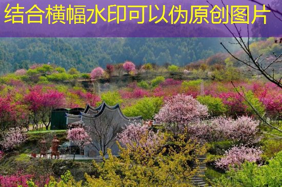 Sakura Forest of Songshan Town.Photo Conferring in the Agricultural and Rural Bureau of Luoyuan County